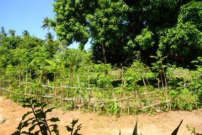 DSC_8376 (Large).JPG